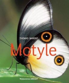 Motyle.jpg