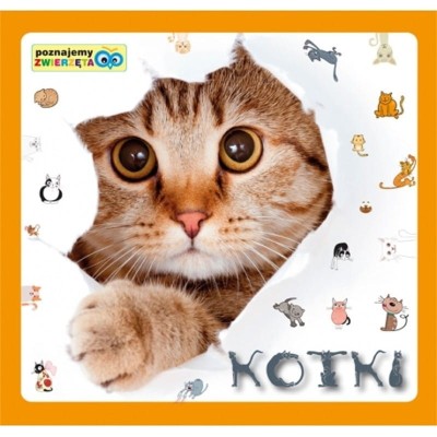 kotki.jpg