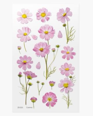 aster.jpg